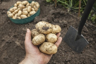 #ParaTodosVerem. Fotografia de mão de um homem segurando várias batatas sujas de terra. Ao fundo, desfocada, há uma pá e uma cesta cheia de batatas.