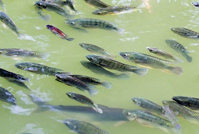 Produção de peixes exóticos em rios do AM não deve ser licenciada, recomenda MPF