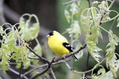 Pássaro amarelo, branco e preto sobre um galho de árvore