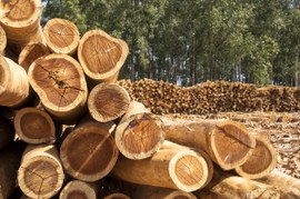 Operação Handroanthus: PF deve periciar madeira antes de cumprir decisão que determinou a liberação do material