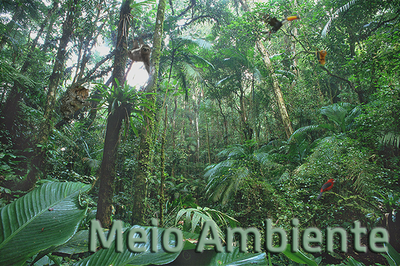 #Pracegover Imagem de uma densa floresta, com vários animais nativos da Mata Atlântica. Em verde está escrito Meio Ambiente.