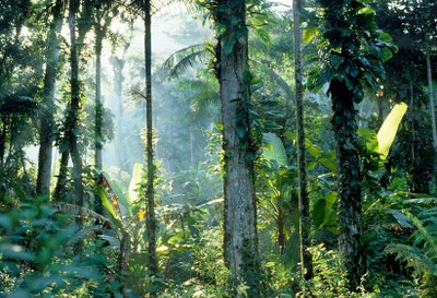 #ParaTodosVerem: Foto de área de floresta, com troncos das árvores em primeiro plano