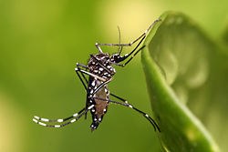 Cidades na região de Jales (SP) enfrentam proliferação do Aedes aegypti (Imagem ilustrativa. Fonte: Wikipedia)