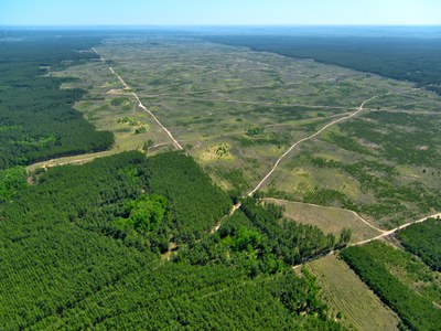 Imagem aérea de área florestal desmatada