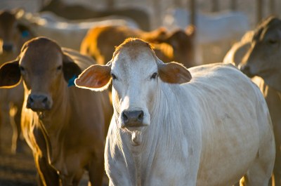#ParaTodosVerem. Fotografia de gado bovino. Em destaque no centro da imagem há um boi branco.
