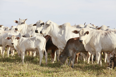 #PraTodosVerem: foto de gado em sua maioria de cor branca de perfil