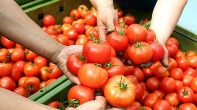 Foto mostra braços de pessoas escolhendo tomates vermelhos em cestos de feira