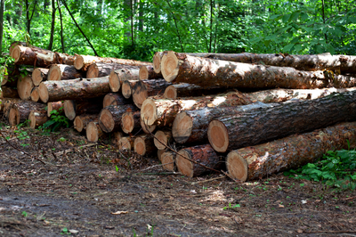 #Pracegover Toras de madeira no meio da floresta