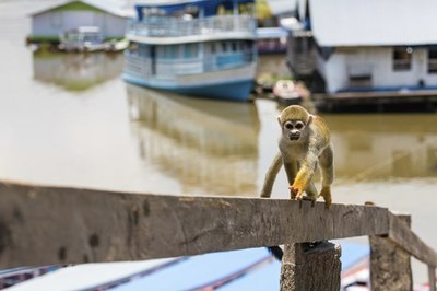 Macaco caminhando em corrimão de madeira, barcos ao fundo 