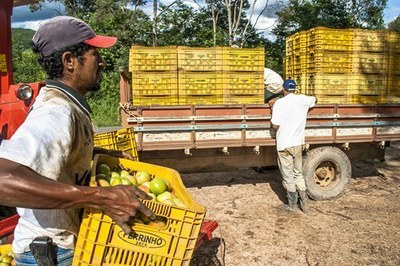 Produtor rural carrega grade amarela com frutas verdes dentro