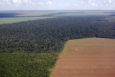 Foto aérea de área de floresta vizinha a área desmatada