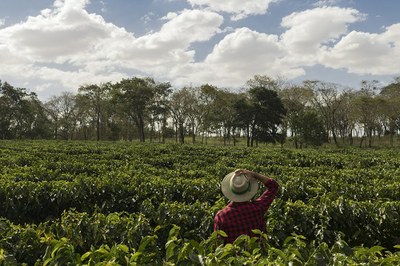De costas para a câmera, agricultor de chapéu e blusa quadriculada vermelha e preta observa sua plantação