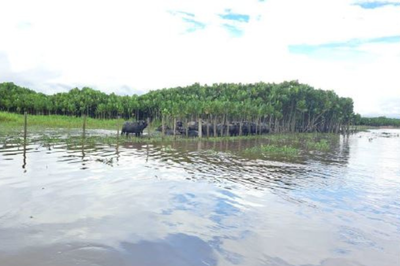 Reserva do Lago Pirituba e o antigo leito do rio Araguari, região em que ocorria a Pororoca, têm sido usados de forma irregular para pastagem de animais