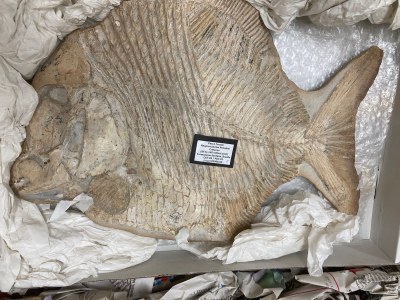 Foto de fóssil de peixe em uma caixa forrada com papel e plástico. Sobre o fóssil há uma pequena placa de identificação