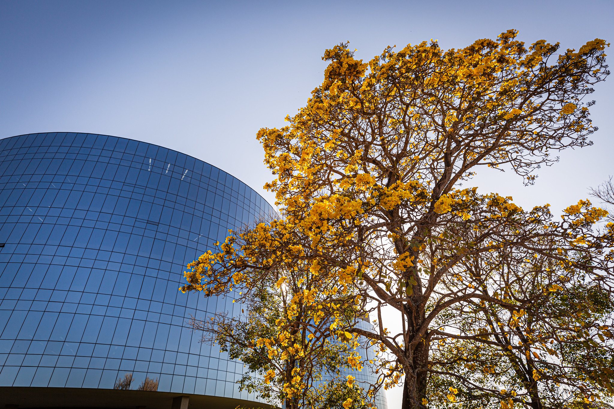 Imagem de um ipê-amarelo florido em primeiro plano, com a fachada espelhada de um edifício moderno em curva ao fundo sob céu claro.