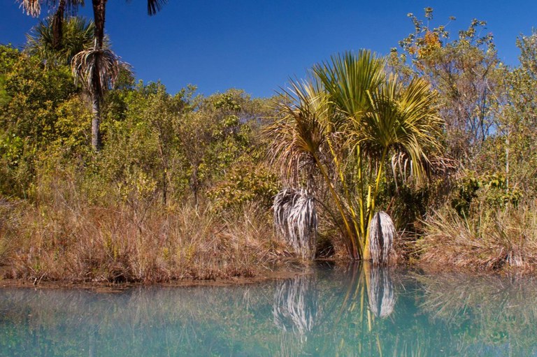 Floresta Nacional de Brasília. Foto: ICMBio