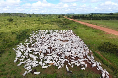 #PRACEGOVER: Imagem mostra uma boiada, na maioria gado da cor branca, no pasto verde, próximo de uma estrada de chão.