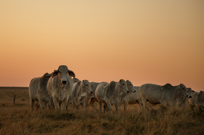 Imagem mostra uma dezena de gado da raça nelore no pasto, no por do sol, com o céu avermelhado