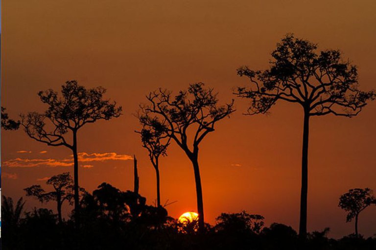 Foto do pôr do sol na Resex Chico Mendes mostra árvores e o sol em uma imagem avermelhada
