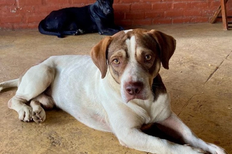 Foto mostra um cachorro nas cores branca e marrom olhando para a câmera