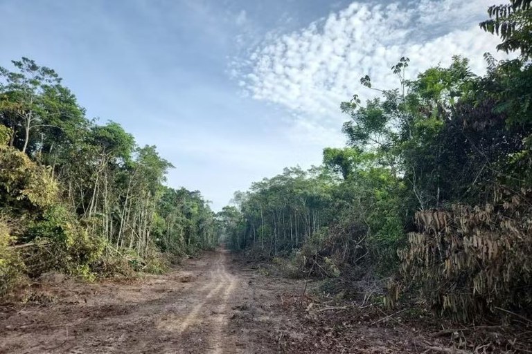 Fotografia de uma estrada de terra em uma floresta