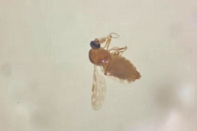 Foto mostra em destaque o mosquito que transmite a febre oropouche. Ele é pequeno e marrom