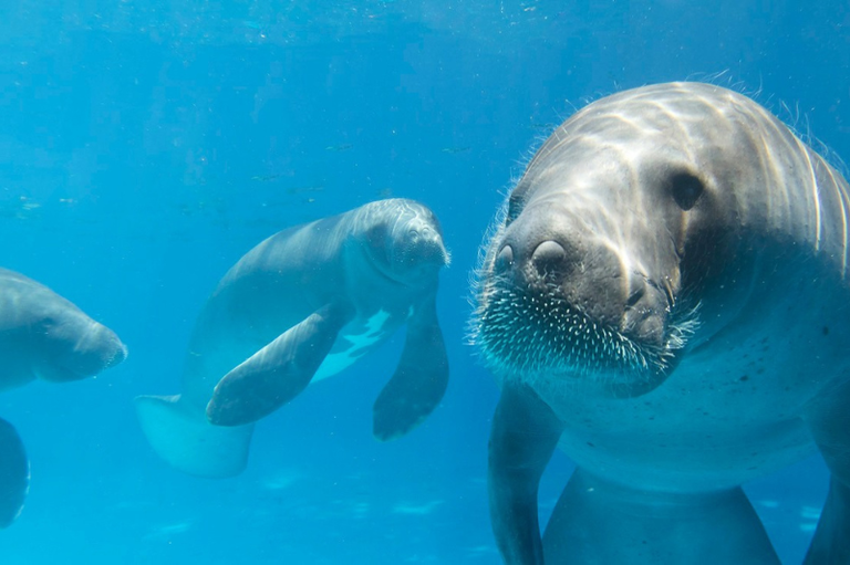 A imagem mostra um peixe-boi, um mamífero aquático herbívoro que também é conhecido como vaca-marinha.