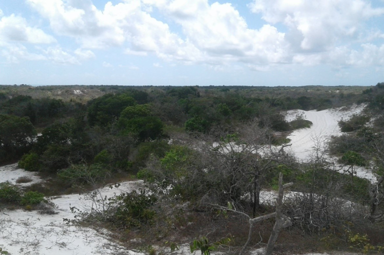 Foto mostra área de dunas de areia clara com vegetação verde