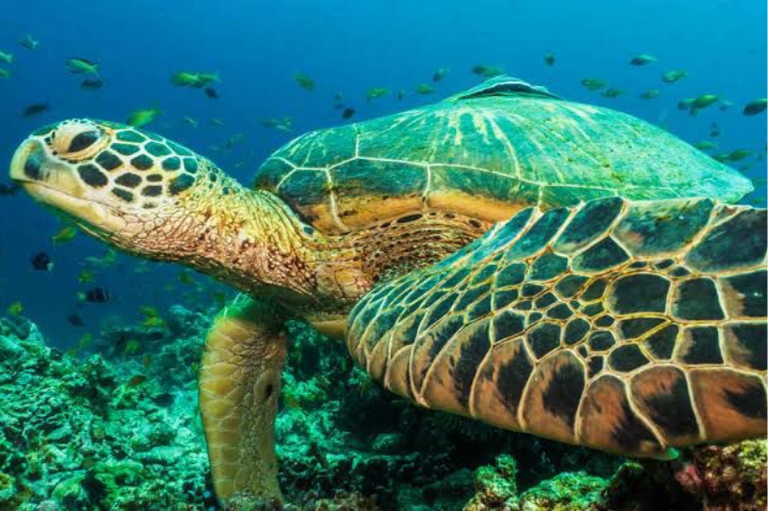 Foto de uma tartaruga marinha