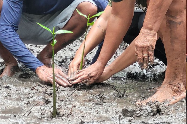 Foto mostra em detalhes duas pessoas plantando uma muda no manguezal