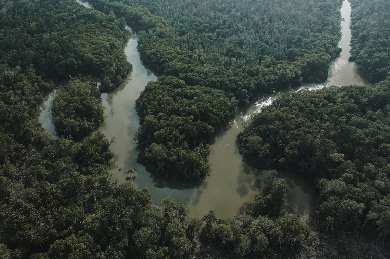 Foto aérea de região de floresta densa cortada por rio sinuoso