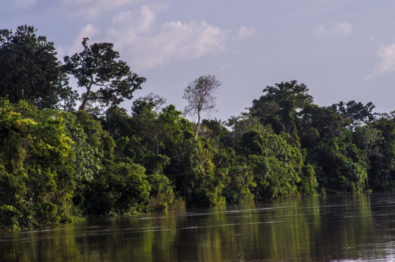 A imagem mostra uma paisagem de floresta tropical densa e verdejante às margens de um rio de águas escuras/barrentas sob um céu com nuvens.