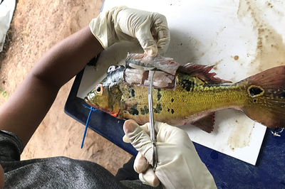 Pessoa usando luvas brancas utiliza uma pinça cirúrgica para extrair uma amostra de tecido do dorso de um peixe sobre uma bancada de análise.