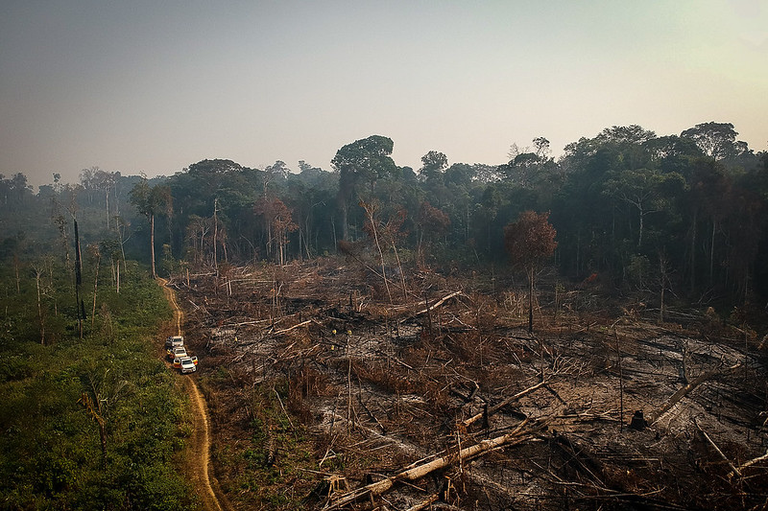 Foto mostra área de floresta vista do alto; do lado esquerdo e ao fundo, vê-se árvores com as copas verdes; do lado direito, à frente, há uma grande área desmatada, com árvores queimadas caídas. Entre uma área e outra, há uma estreita estrada de terra com alguns carros parados.