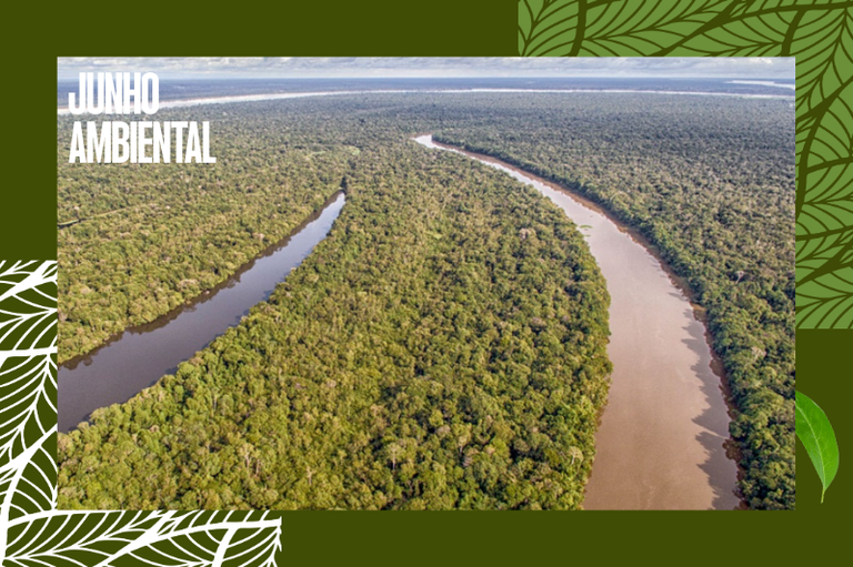 Foto aérea da Floresta Amazônia onde se veem dois cursos de rio no meio da vegetação verde