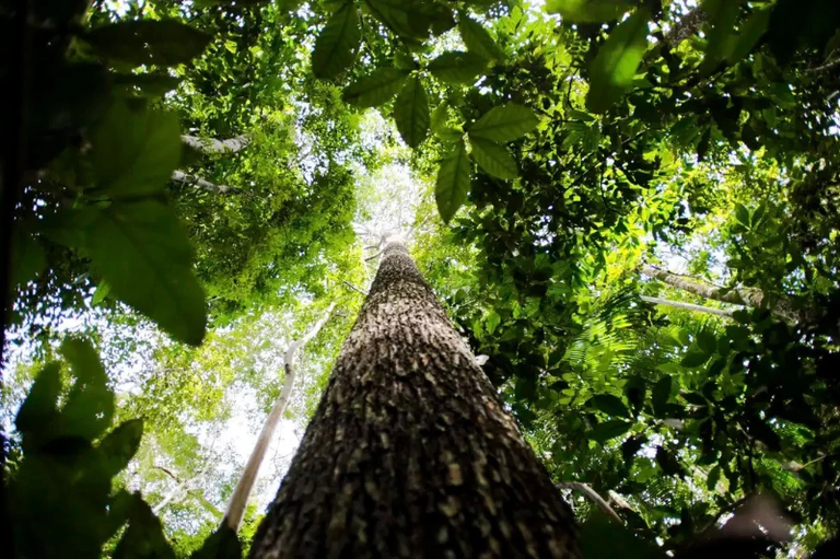 Fotografia com ângulo de baixo para cima mostrando o tronco alto e ereto de uma árvore no centro da imagem.
Ao redor do tronco, folhas e copas de árvores densas formam uma cobertura verde contra a luz do céu.