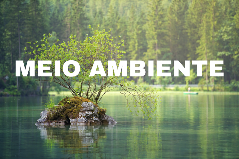 Arte mostra, ao fundo, foto de paisagem que mostra árvores, pássaros e as águas de um rio e a expressão 'Meio Ambiente' escrita em letras brancas