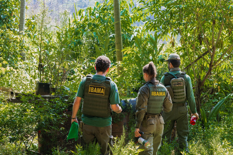 Três agentes do IBAMA, vistos de costas, realizam uma fiscalização em uma área de mata densa. Eles vestem uniformes verdes e coletes táticos com a identificação do órgão em destaque.