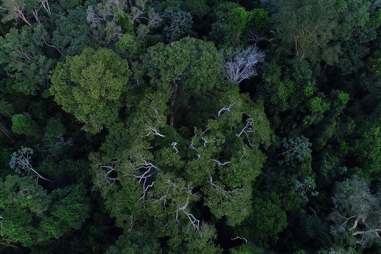 Foto aérea de trecho da Floresta Amazônica.
