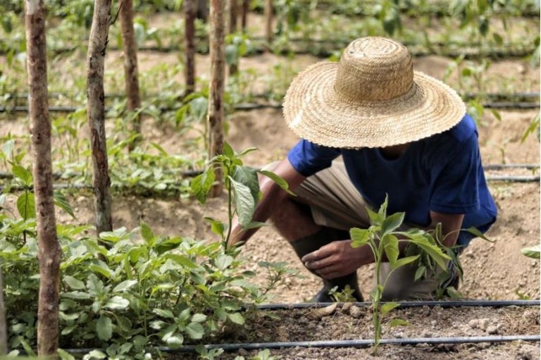 Agricultor de chapéu de palha e camiseta azul agachado cuidando de pequenas plantas em um cultivo agrícola com mangueiras de irrigação.
