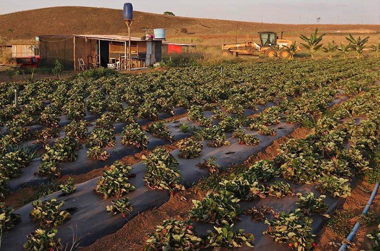 Foto mostra uma área de plantação rural com uma pequena casa de alvenaria ao fundo