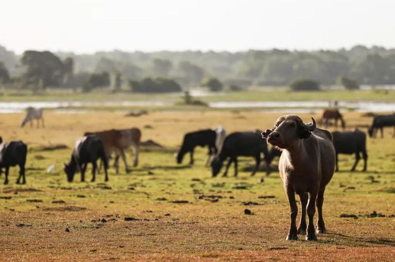 Foto mostra um pasto com um rebanho de búfalos