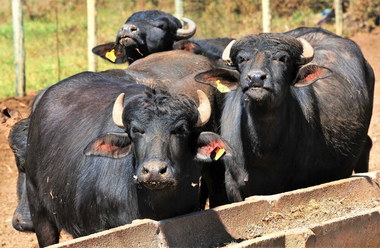 Foto mostra búfalos em um cercado