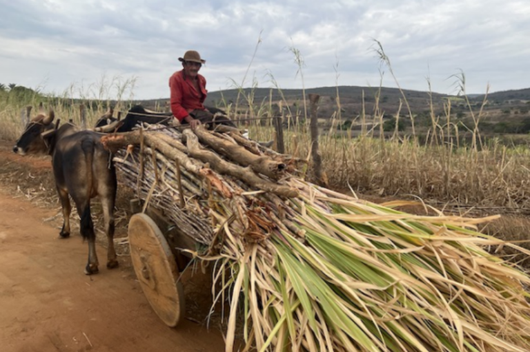 Foto mostra homem moreno de chapéu sentado sobre pedaços de madeira e cana em carroça puxada por bois, em área rural