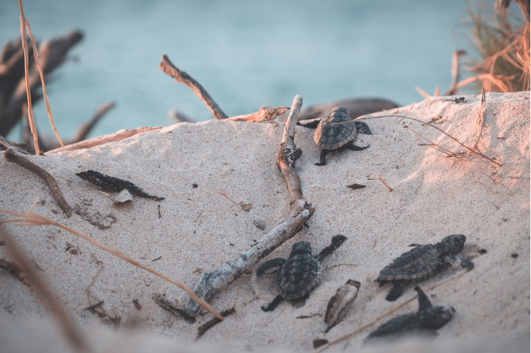 Dezenas de filhotes de tartarugas marinhas recém-nascidos caminham sobre a areia de uma praia em direção à espuma de uma onda no mar ao fundo.