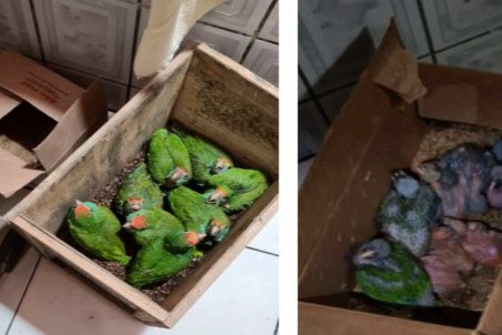 Fotografia de duas caixas de papelão com diversos papagaios-chauá dentro, em cômodos de uma casa.