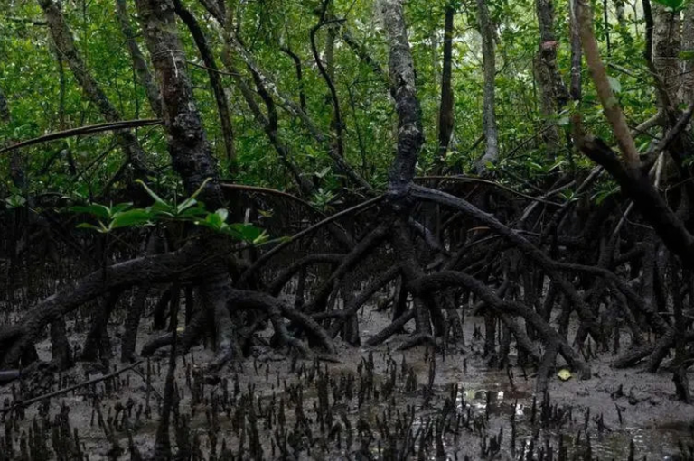 A imagem mostra a vegetação típica de um manguezal, com raízes escoras escuras e entrelaçadas sob o solo lamacento e pneumatóforos a emergir da lama, cobertas por uma copa de folhas verdes densas.