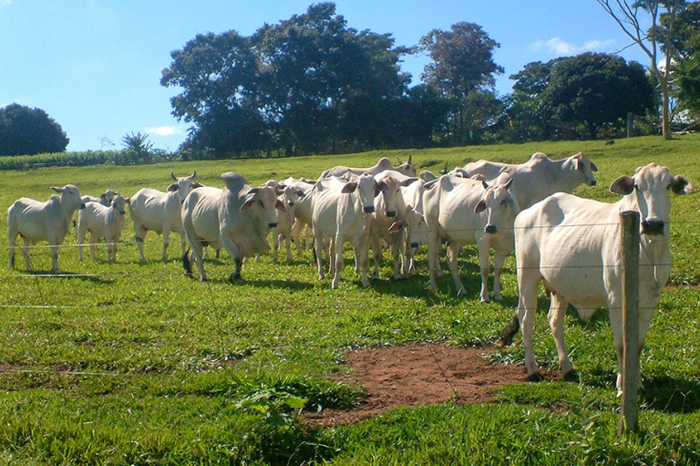 Foto mostra um campo aberto com dezenas de bovinos