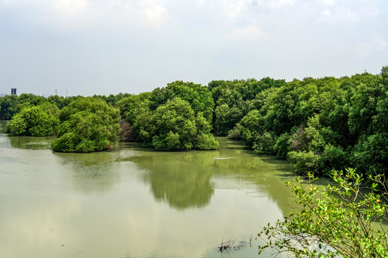 Foto de vista panorâmica de um manguezal, com água turva e esverdeada cercada por densa vegetação de árvores de mangue.