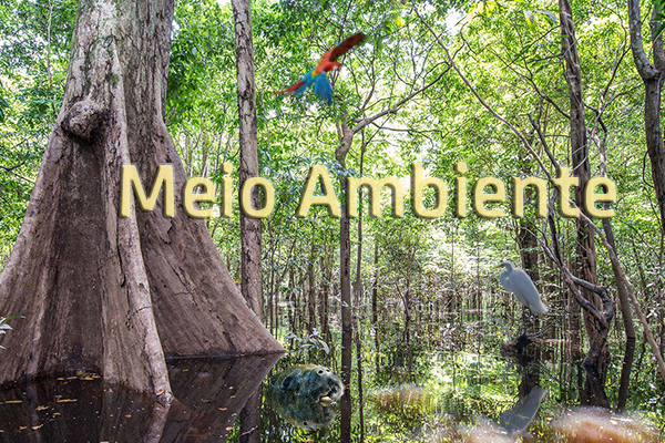 Imagem de uma floresta com a um pássaro em primeiro plano e a expressão meio ambiente escrita com letras amarelas no centro